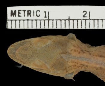 Media type: image;   Herpetology R-141230 Aspect: head dorsal